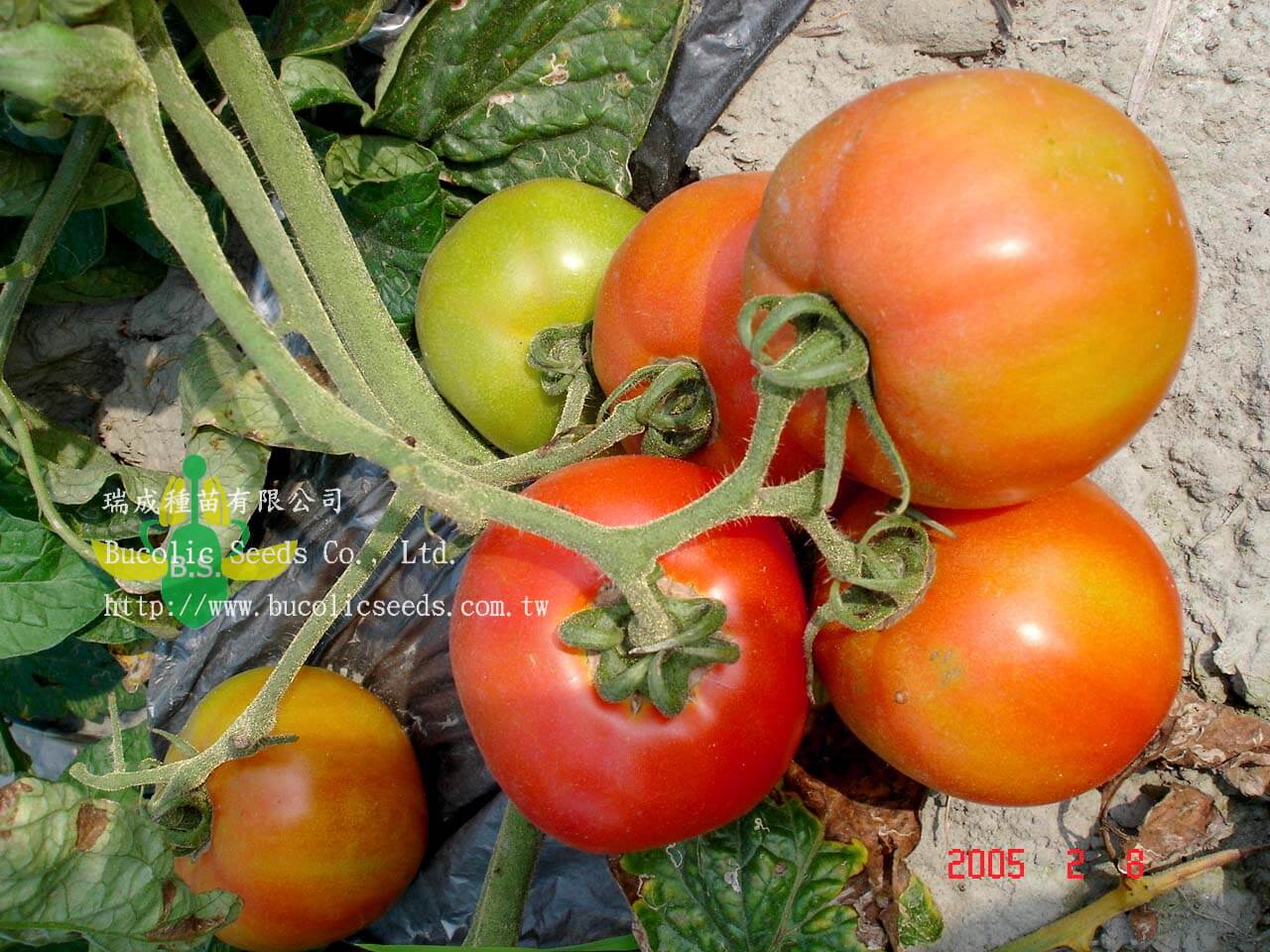 Red Tomato 110 - Red Tomato 110